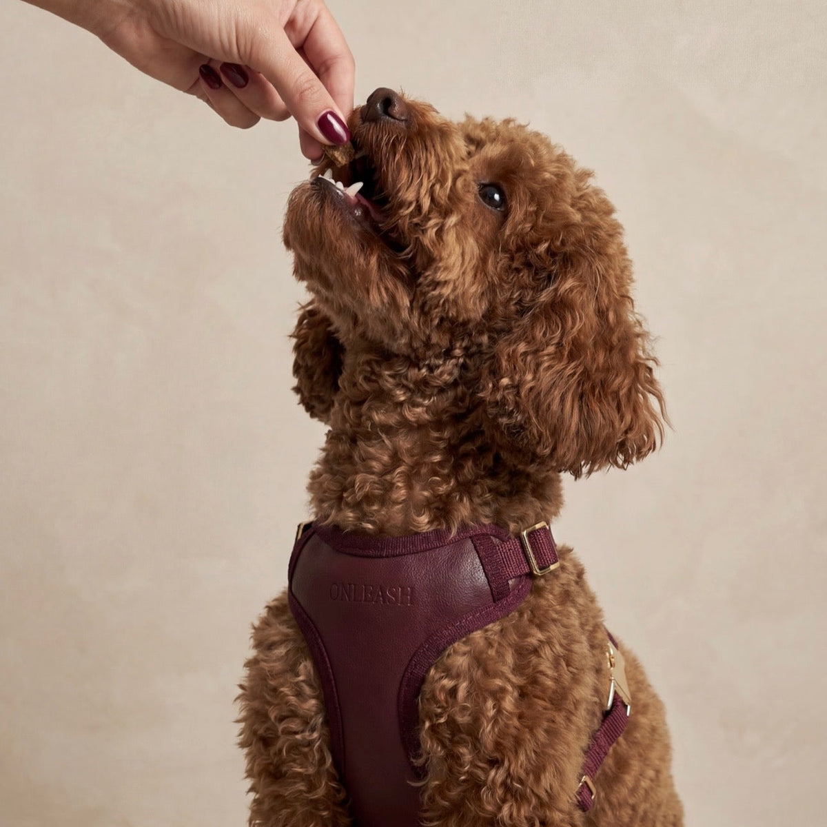Arnés para perro en piel sintética burdeos ONLEASH