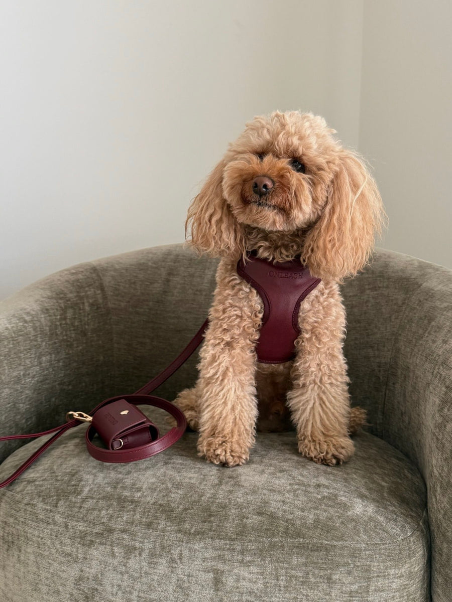 @barpy_thepoodle