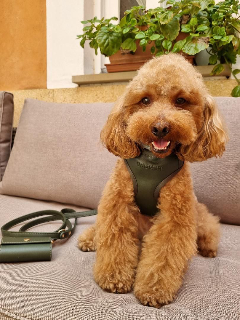 @leo.caniche.toy