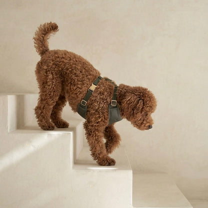 Arnés para perro en piel sintética verde ONLEASH