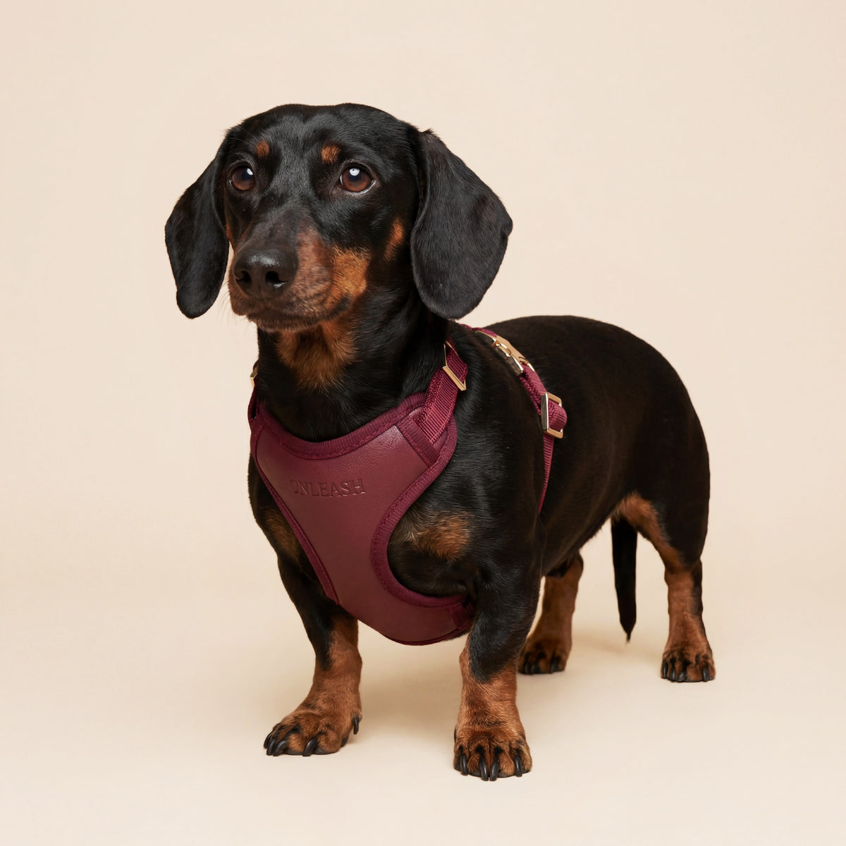 Arnés para perro en piel sintética burdeos ONLEASH